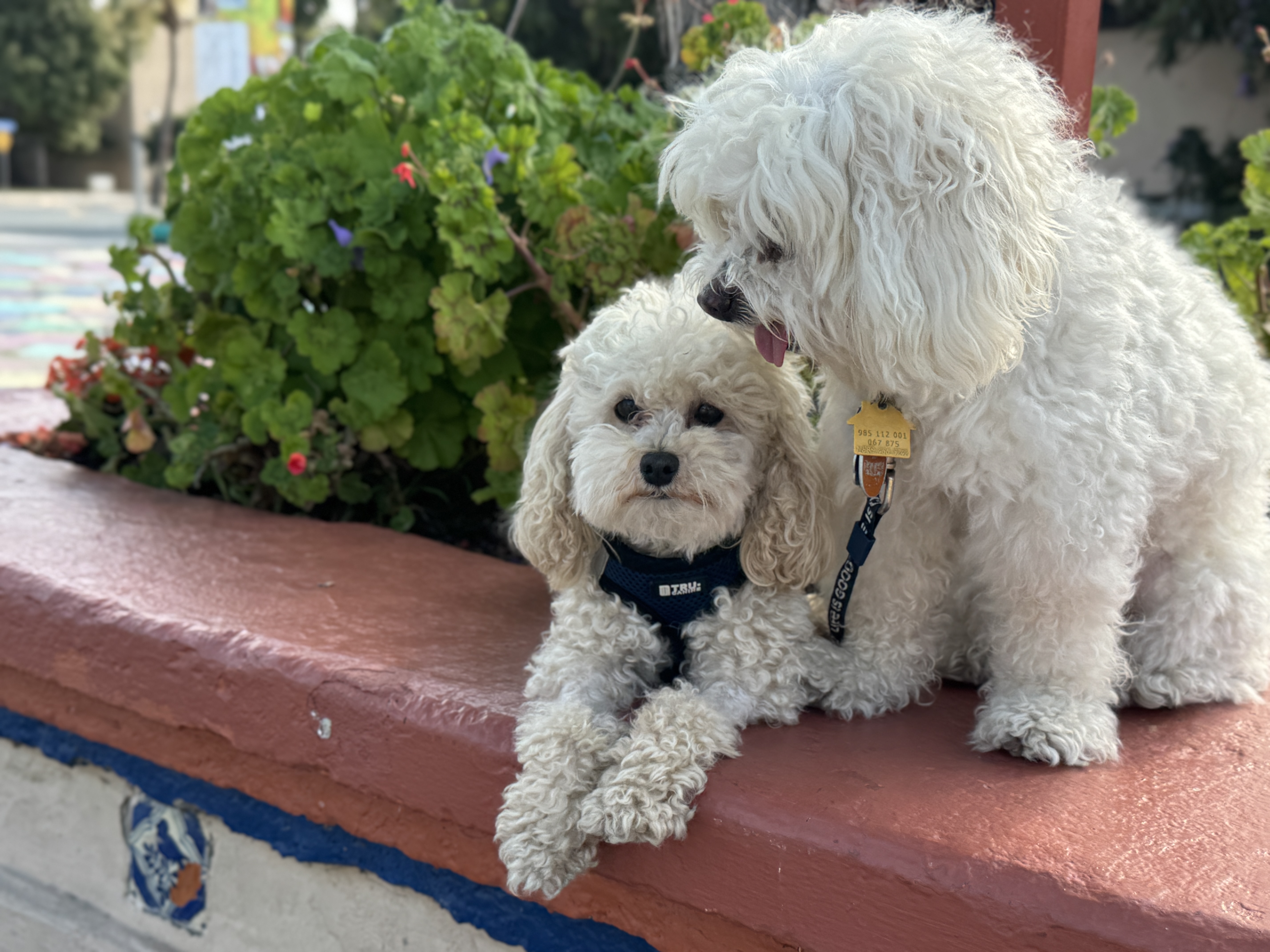 Romeo and Snoopy, two fluffy white dogs, sitting together